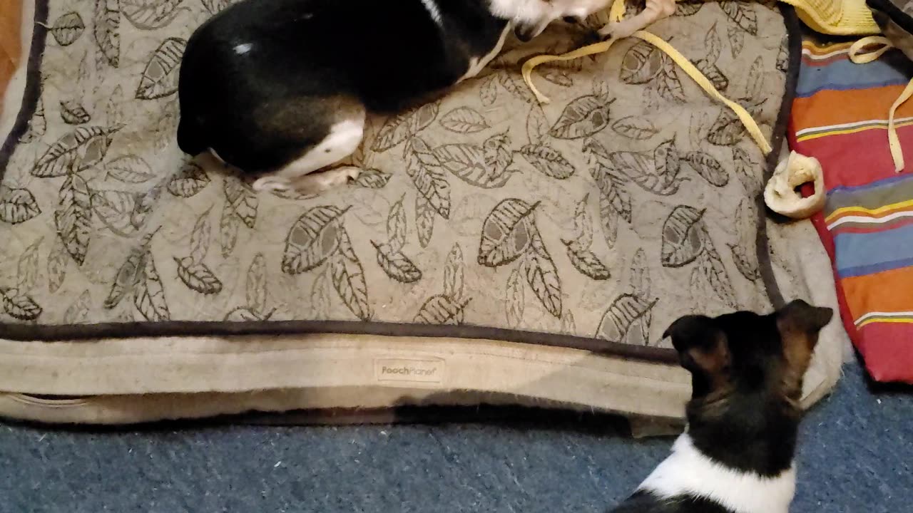 The War Pups/Battle on...