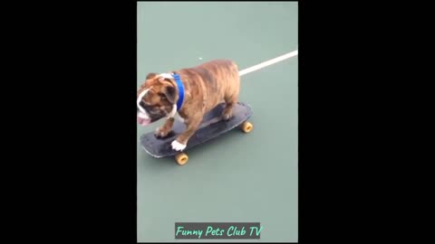 funny cat video