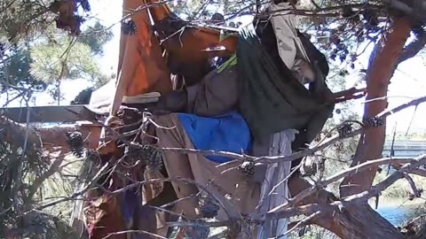 Homeless guy decides to live in a tree