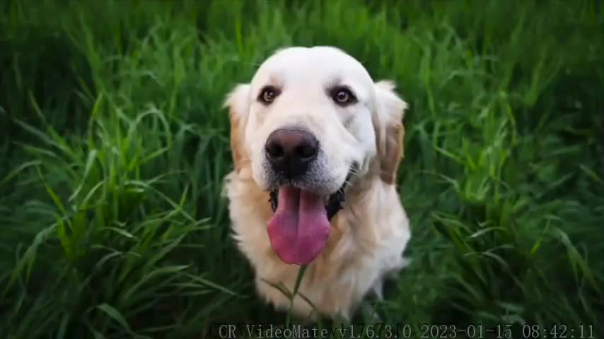 Golden Retriever Puppy Reacts to Balloons for the First Time!