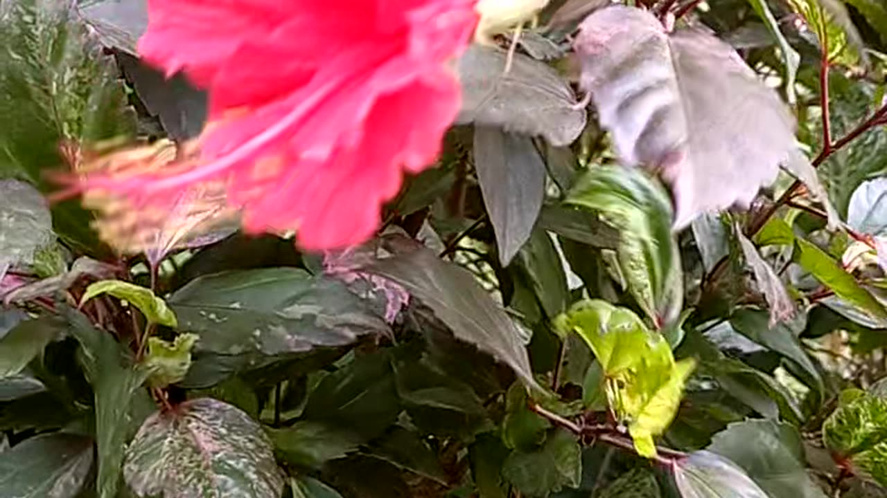 Spring, Blooming flower