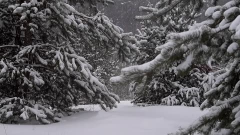 松树森林雪冬天降雪