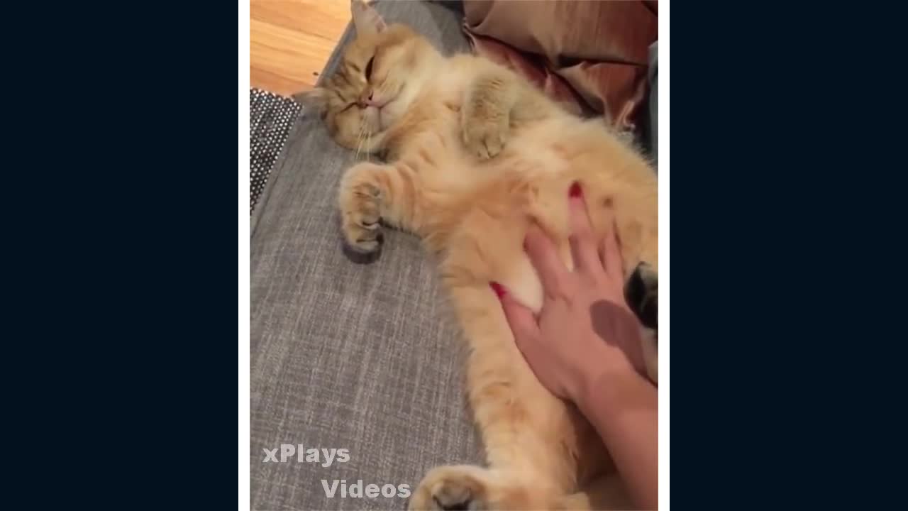 Hilarious Cats 😸 Compilation 🐱😂