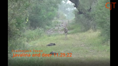 Javalina and Deer 11.29.22