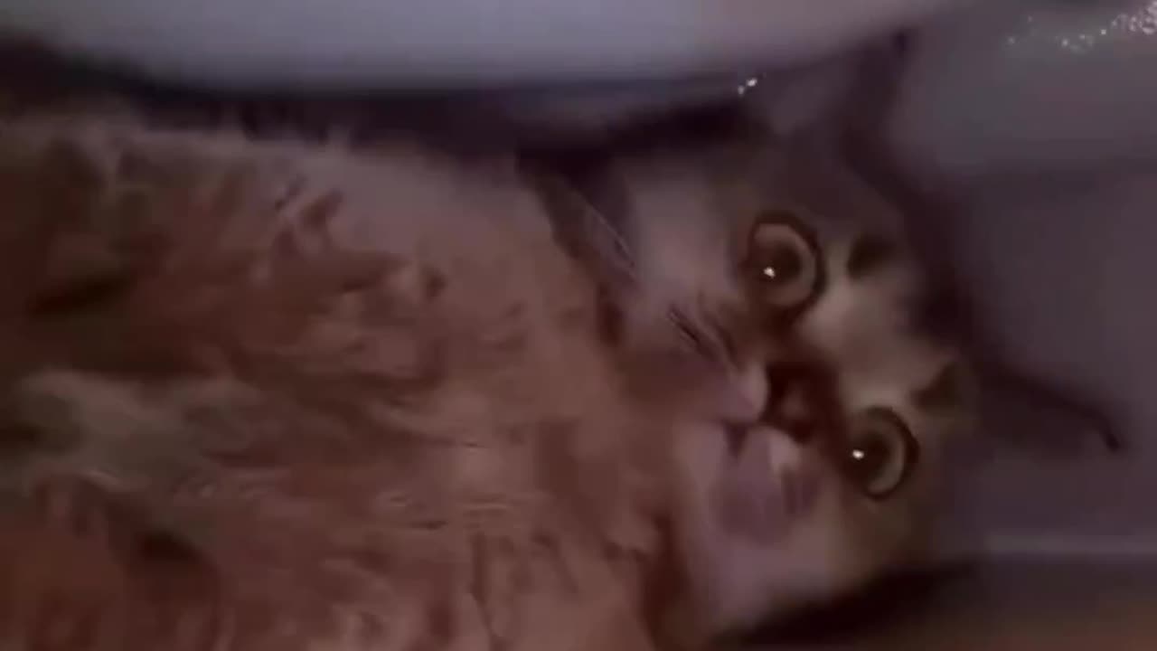 Funny #17