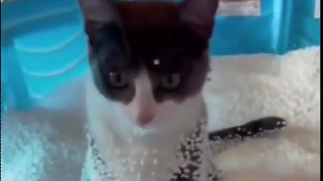 Funniest reactions cat and dog