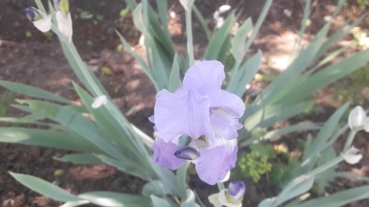 Bearded Iris