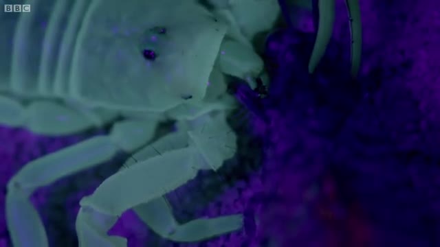 Ultraviolet Scorpion Captures Prey | Wonders of Life with Brian Cox | BBC Earth