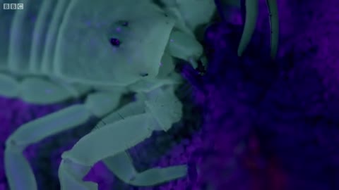 Ultraviolet Scorpion Captures Prey | Wonders of Life with Brian Cox | BBC Earth