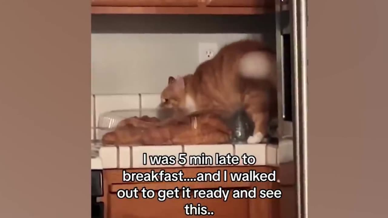 Cats Are Just 🤣