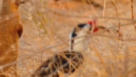 Wildlife with a natural perspective & funs