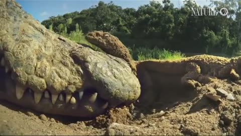 Crocodile mother meets her babies for the first time