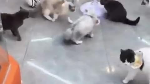 Cat group fighting