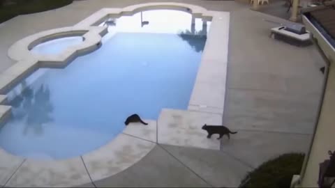 What a tricking of the Cat ! memes # Cats