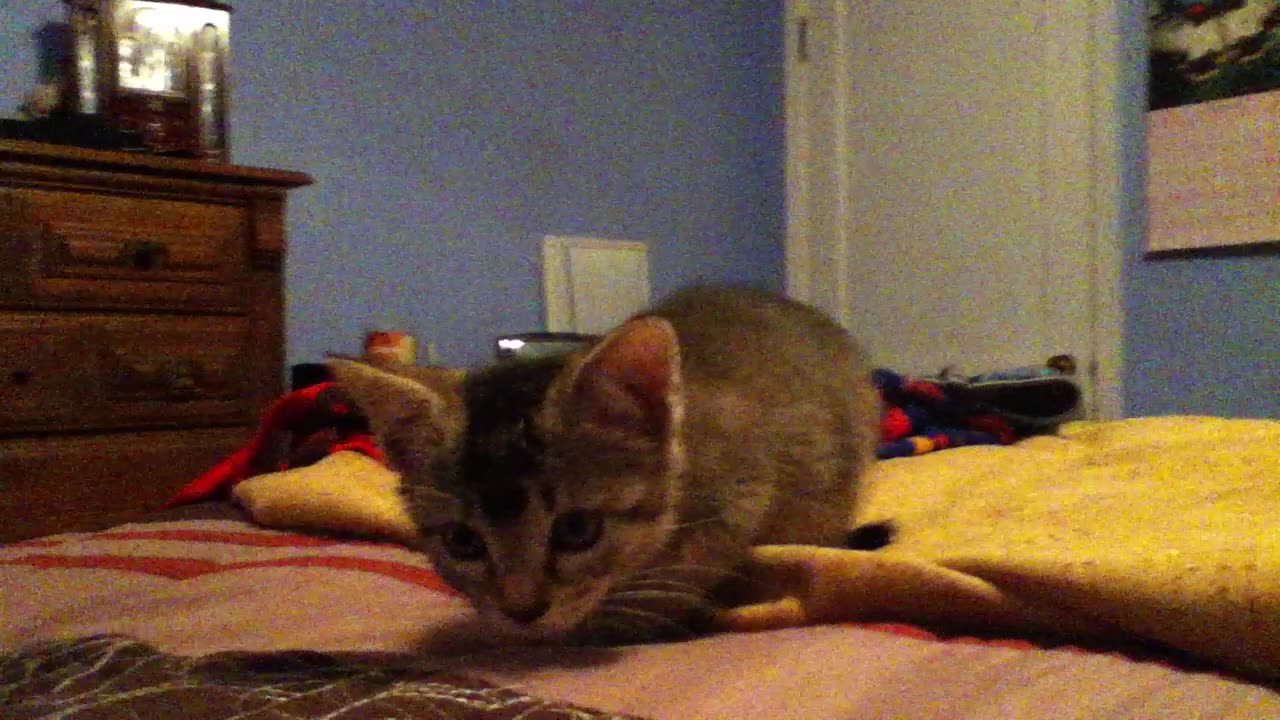 Cute Kitten