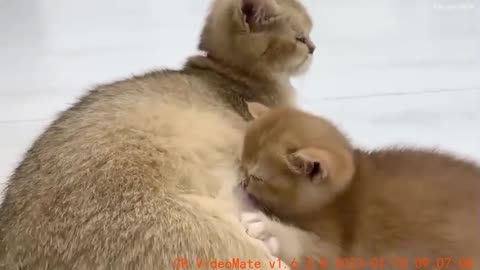 Mom tastes better! baby kitten decided not drink water from fountain and went to mom cat for milk