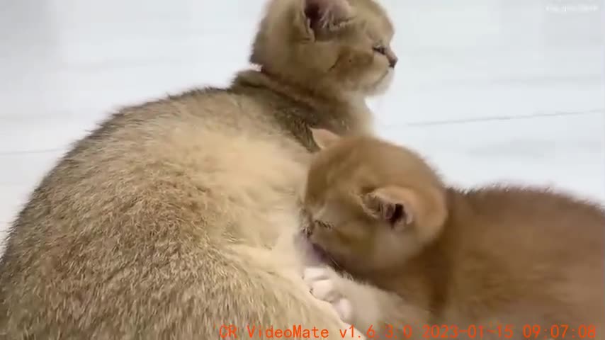 Mom tastes better! baby kitten decided not drink water from fountain and went to mom cat for milk