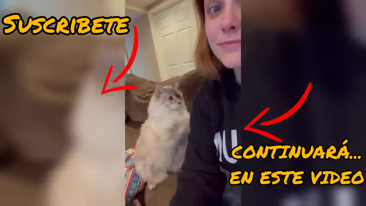 Animales Gau Gua πΆβπ«οΈ