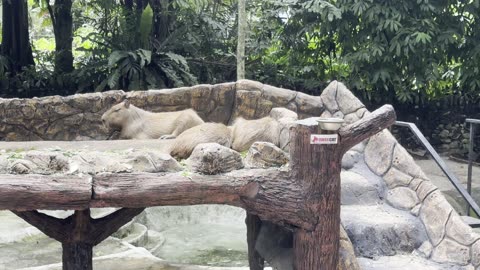 The Nefarious Amazonian Capybara Plotting Against Humanity