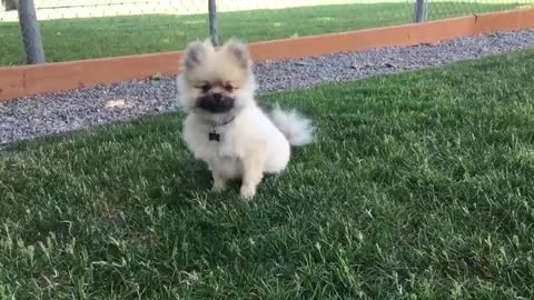 Best Bowtie Pomsky Love - Cash Pom - best Pomsky Daddy!