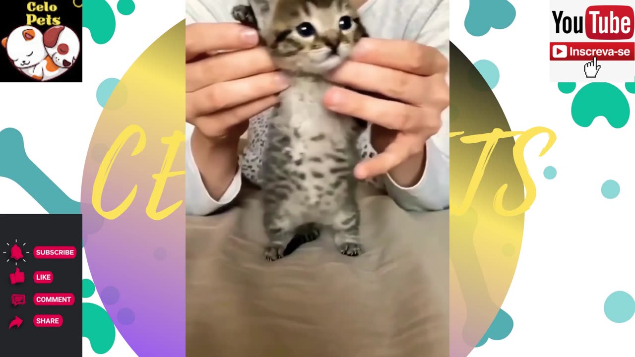 Animais Engraçados Funny Animals Channel 🐶🐱