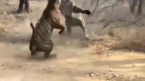 Brutal animals fight