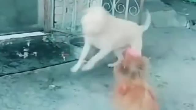 funny dog and chicken gang fight animal videos funny