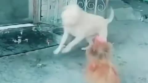 funny dog and chicken gang fight animal videos funny