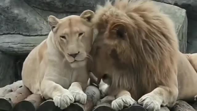 Lion cute fight