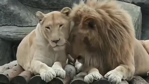 Lion cute fight