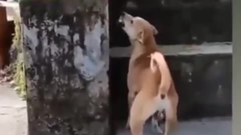 Monkey Dog Funny Video