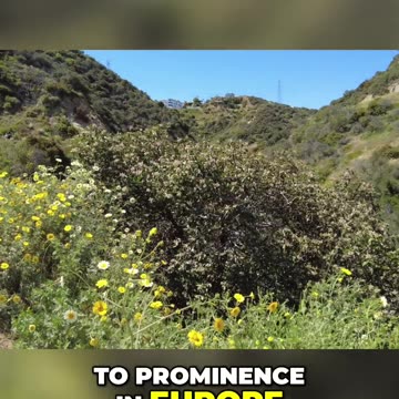 Learning to Speak Politically: The Impact of Europe's Rigorous Speech Laws