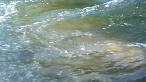WOW CAN YOU THIS ! IS AMAZING SHAKE
