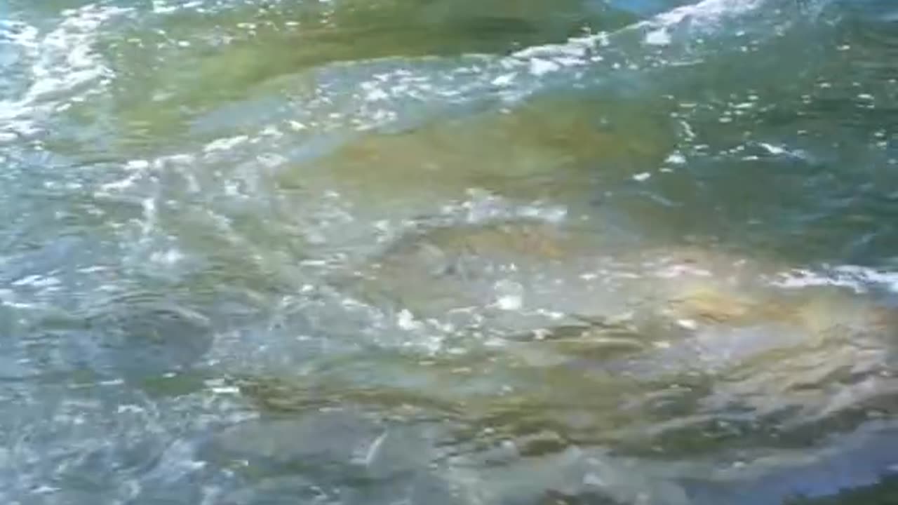 WOW CAN YOU THIS ! IS AMAZING SHAKE