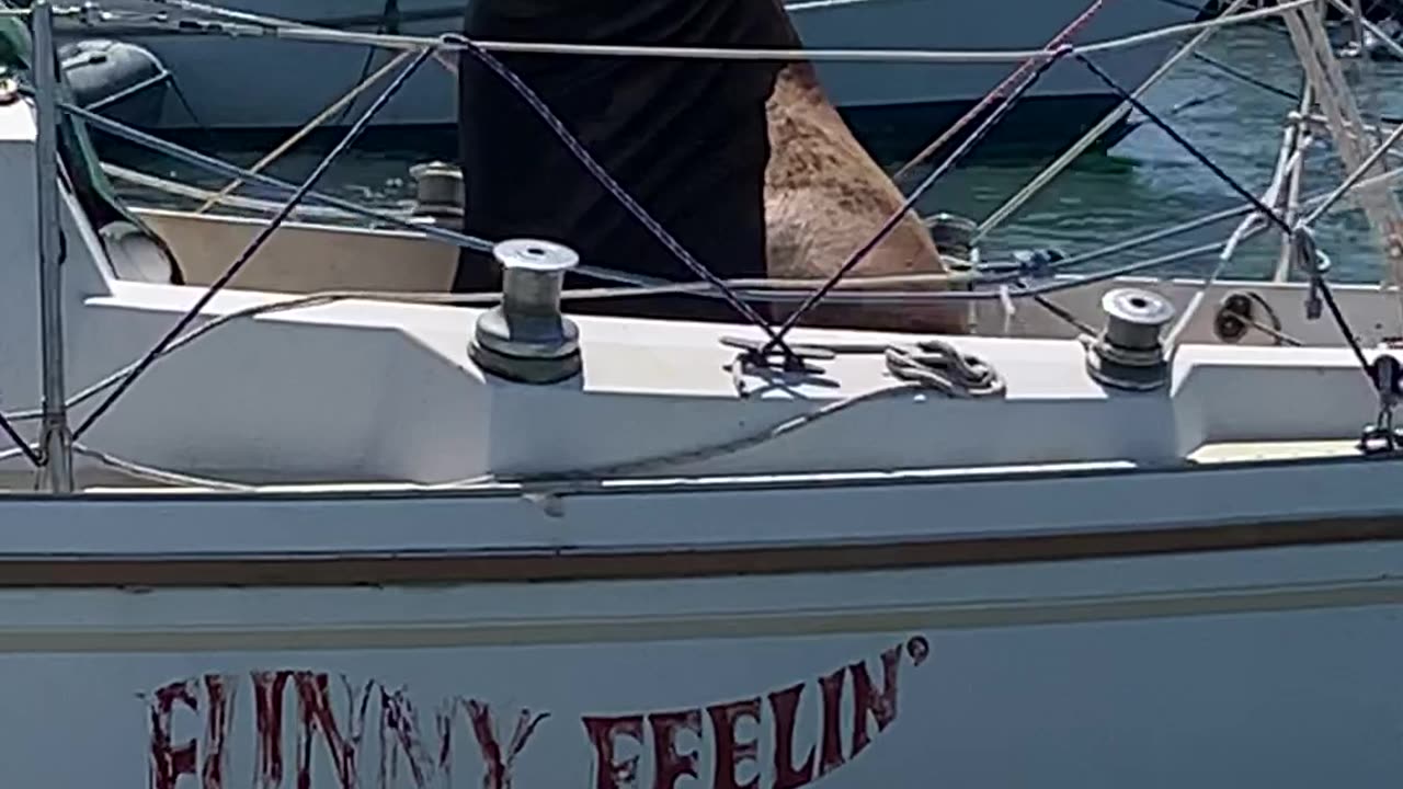 Pirate Sea Lion Steals Ship