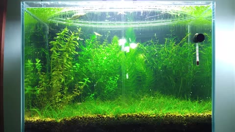 6 Months Update – (Population Explosion) NO filter, NO CO2, NO Ferts 5 Gallon Nano Tank