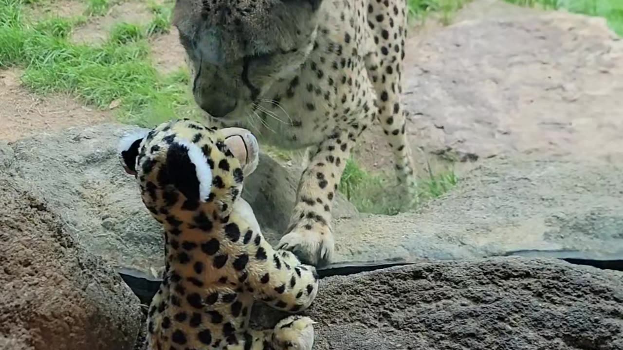 Cheetah Responds to Girl's Cheetah Stuffy At the Zoo