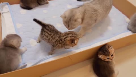 Funny cat videos. Funny animal videos