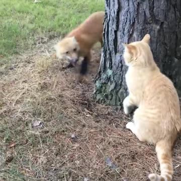 Fox and cat standoff.