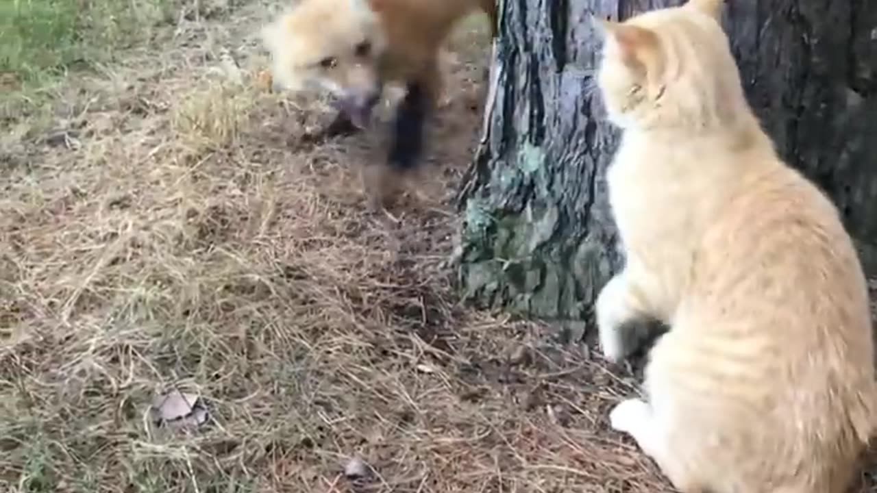 Fox and cat standoff.