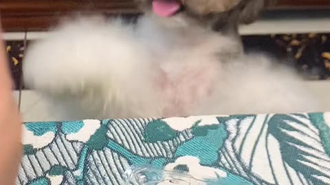Day your manners # of pet out