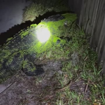 Alligator Breeding Season.