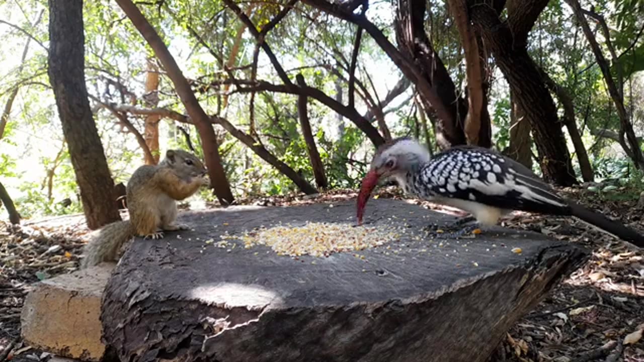 Serene Sounds of South Africa: Birdsong and Squirrel Chatter