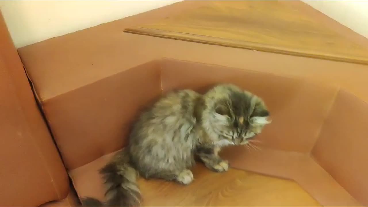 new funny cat -funny pet videos 2024