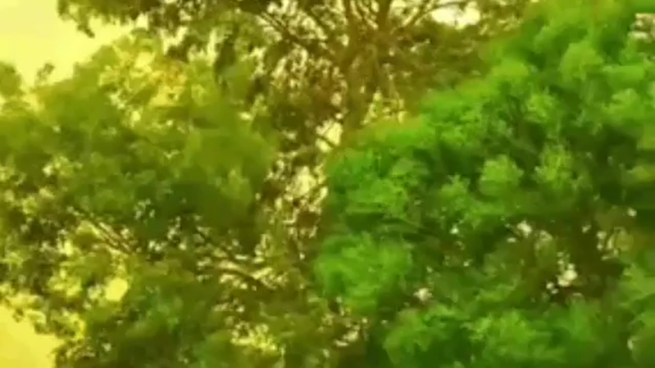 Rain🌧 🌦with the wind!