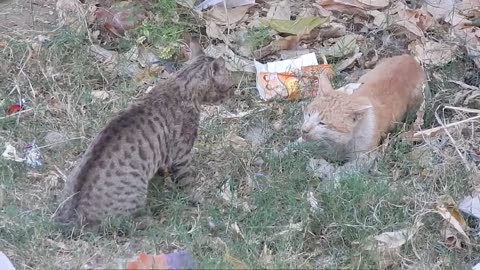 CAT FIGHT