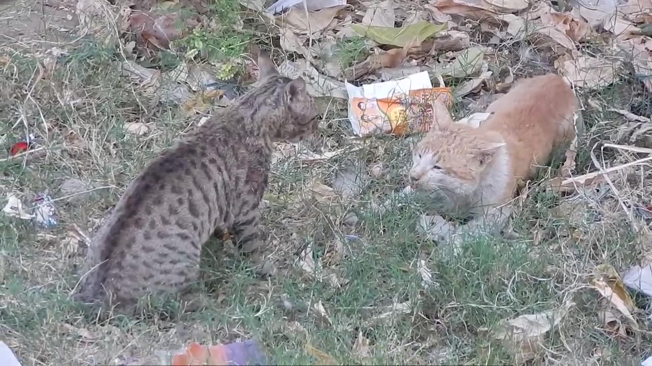 CAT FIGHT