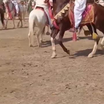 Horse dance rumble viral video today