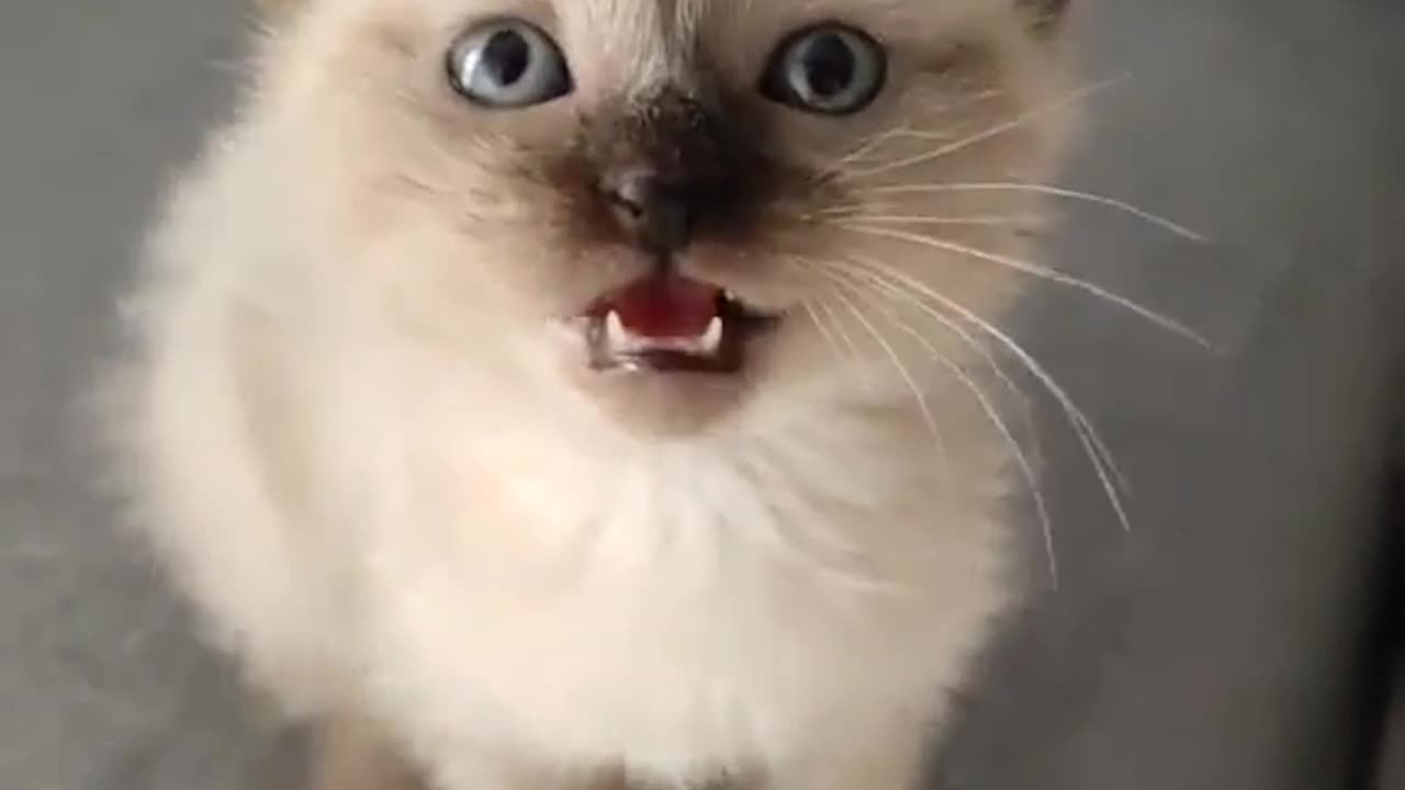 Tender kitten meowing