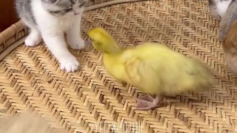 Poor kitty